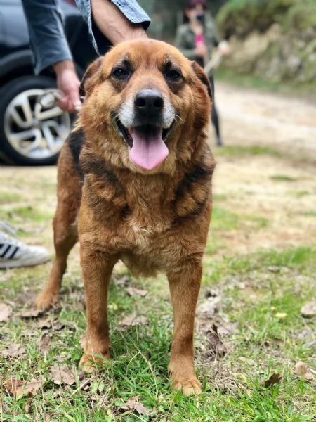 Penny, canile basso lazio | Foto 3