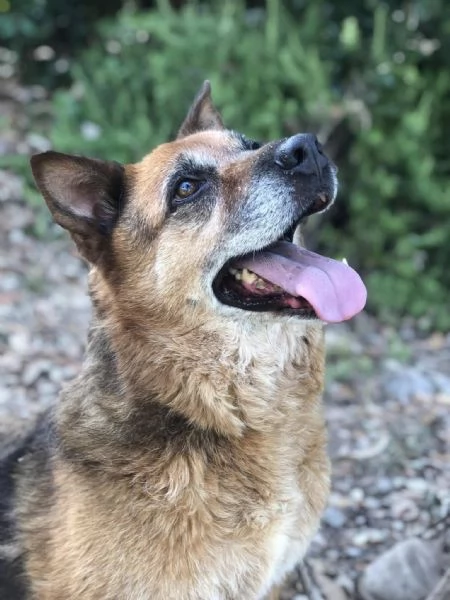 Penny, canile basso lazio