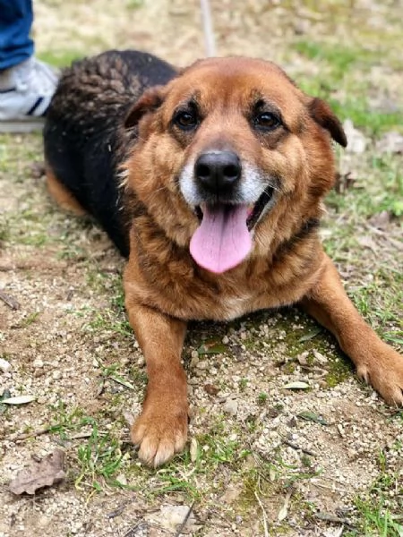 Penny, canile basso lazio | Foto 2