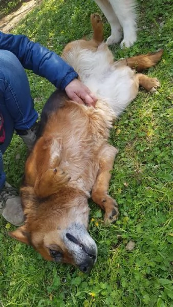 Penny, canile basso lazio | Foto 1