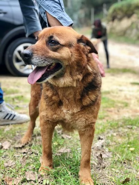 Penny, canile basso lazio | Foto 0