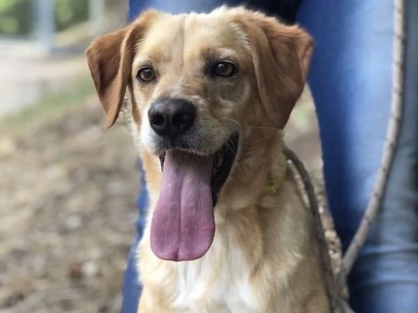 Filippo, canile basso lazio