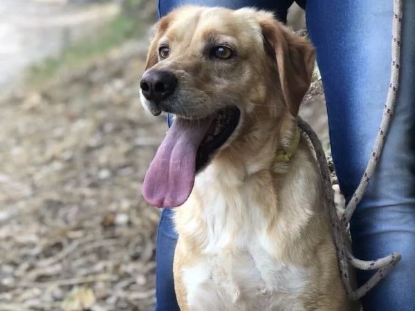 Filippo, canile basso lazio | Foto 2