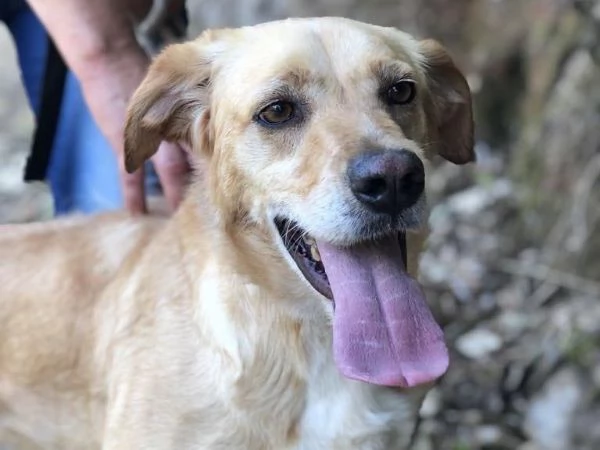 Filippo, canile basso lazio | Foto 1