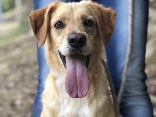 Filippo, canile basso lazio | Foto 0