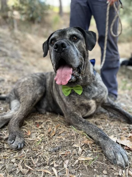 Rocco, canile basso lazio | Foto 2