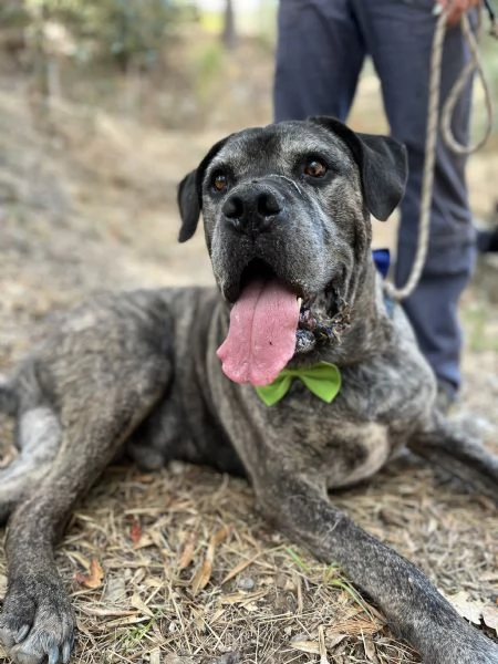 Rocco, canile basso lazio