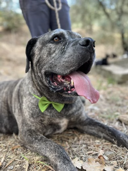 Rocco, canile basso lazio | Foto 1