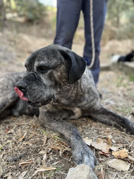 Rocco, canile basso lazio | Foto 0