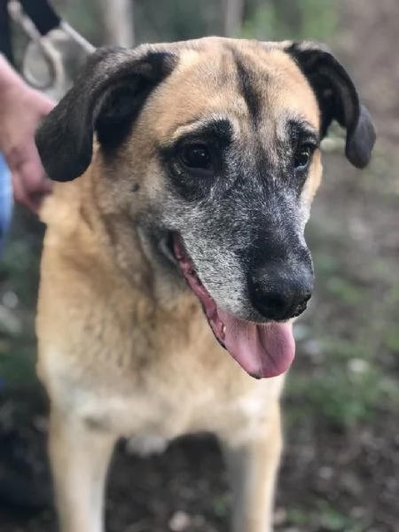 Anthony, canile basso lazio