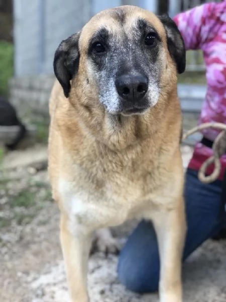 Anthony, canile basso lazio | Foto 4