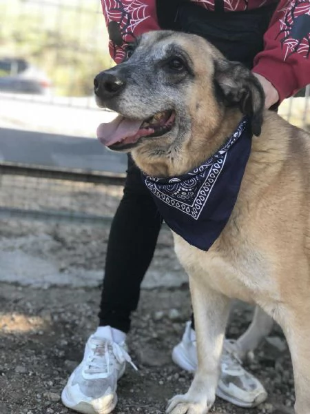 Anthony, canile basso lazio | Foto 3