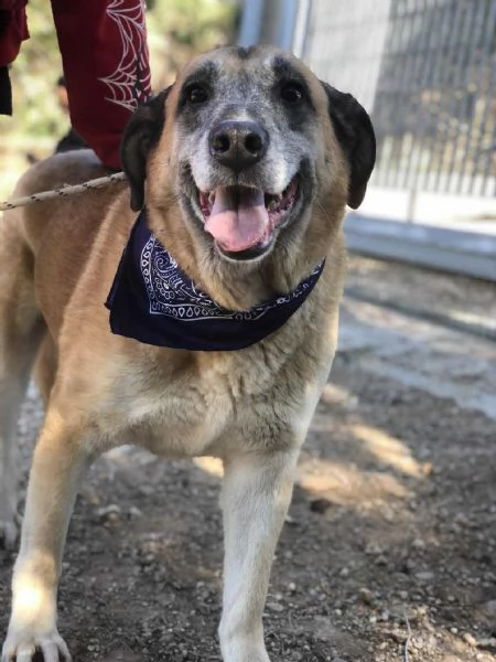 Anthony, canile basso lazio | Foto 2