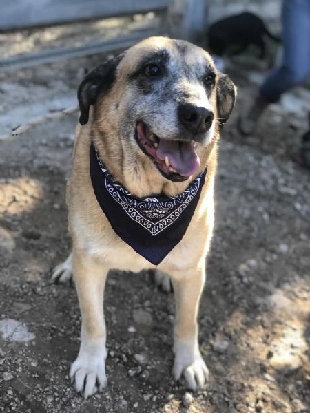 Anthony, canile basso lazio | Foto 1