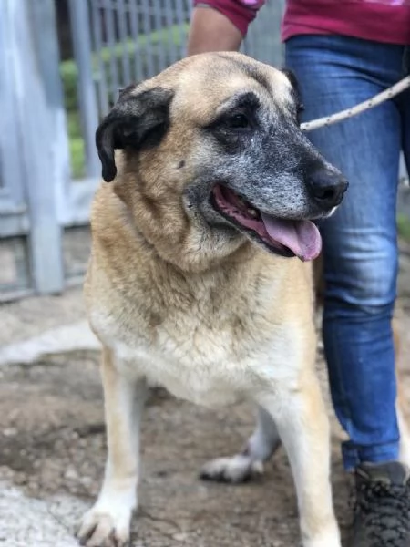 Anthony, canile basso lazio | Foto 0