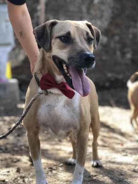 Bublè, canile basso lazio