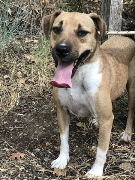 Bublè, canile basso lazio | Foto 3