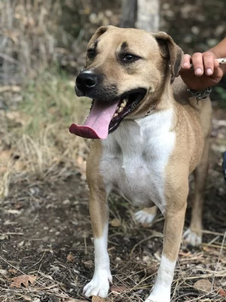 Bublè, canile basso lazio | Foto 2