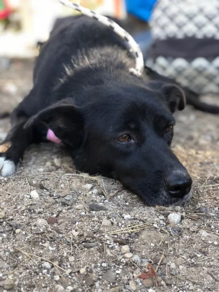 Pepita, canile basso lazio