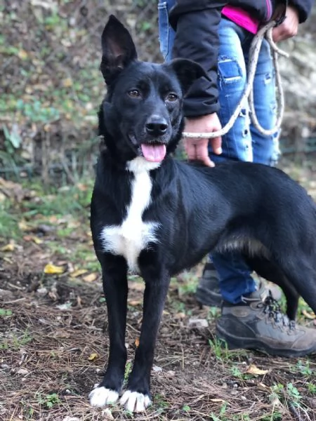 Pepita, canile basso lazio | Foto 4