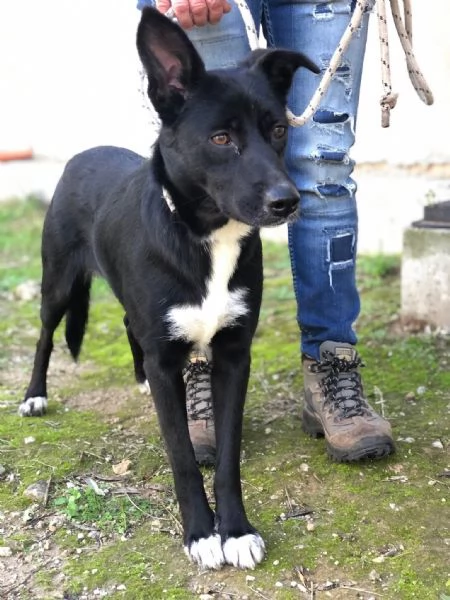 Pepita, canile basso lazio | Foto 3