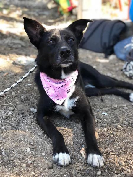 Pepita, canile basso lazio | Foto 2