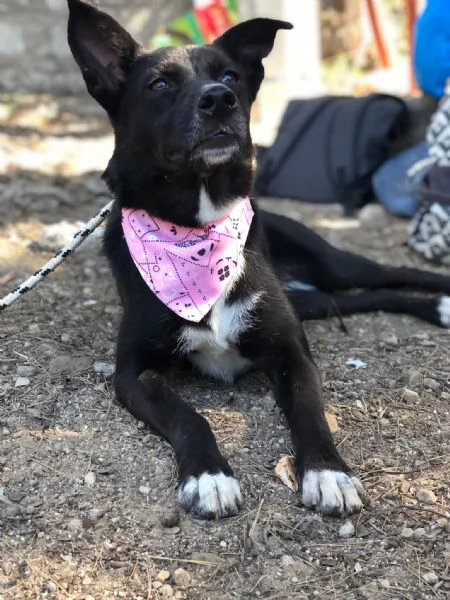 Pepita, canile basso lazio | Foto 1