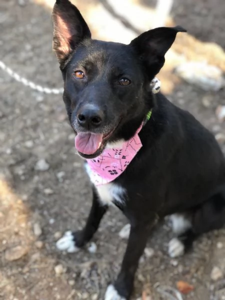 Pepita, canile basso lazio | Foto 0