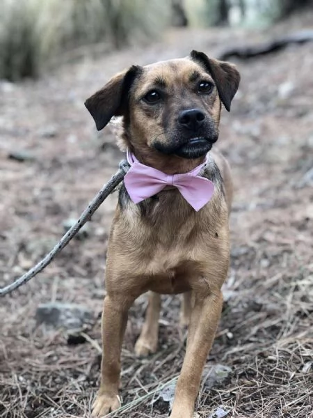 Greta, canile basso lazio