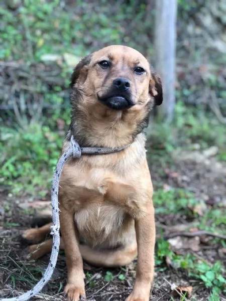 Greta, canile basso lazio | Foto 1