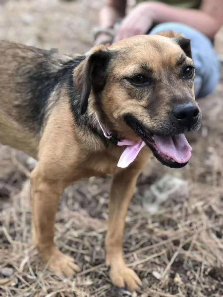 Greta, canile basso lazio | Foto 0