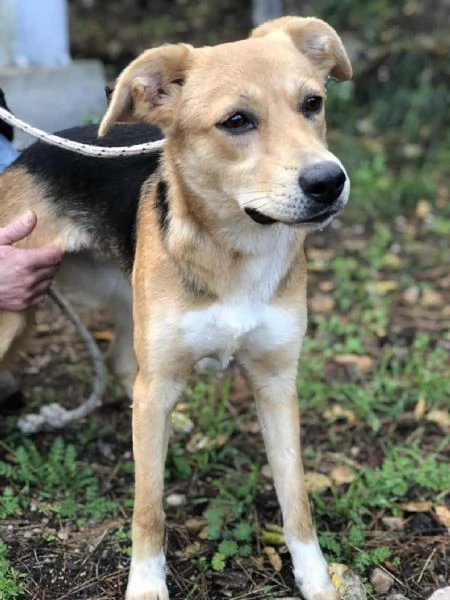 Betty, canile basso lazio | Foto 3