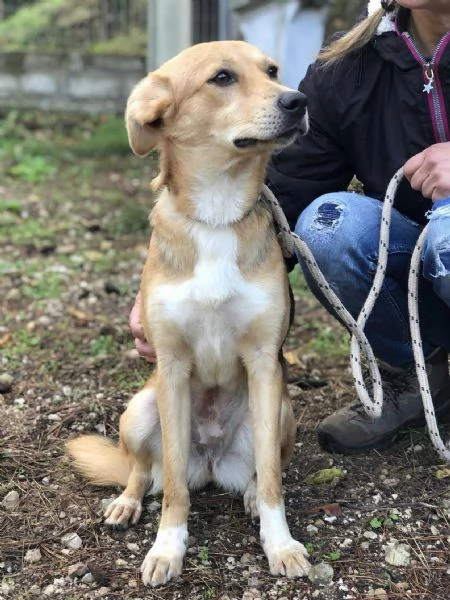 Betty, canile basso lazio | Foto 1