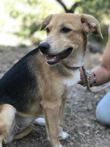 Betty, canile basso lazio