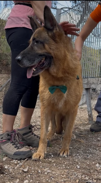 Erik, canile basso lazio | Foto 3