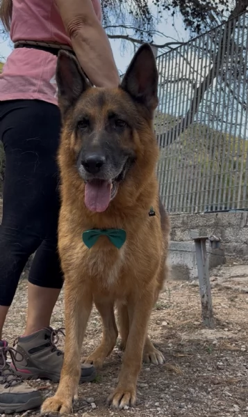 Erik, canile basso lazio | Foto 2