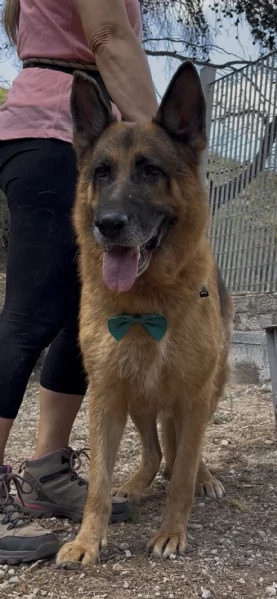 Erik, canile basso lazio