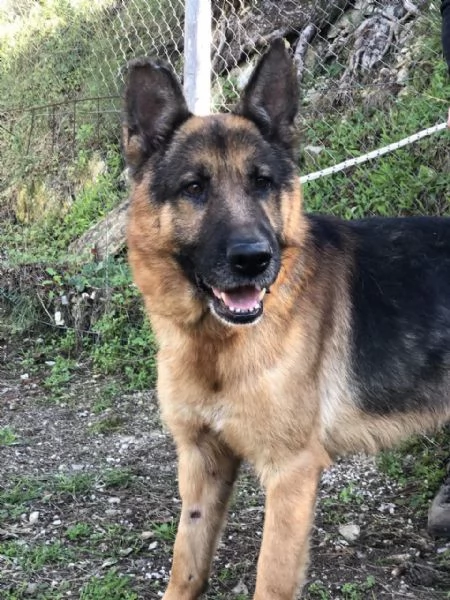 Erik, canile basso lazio | Foto 1