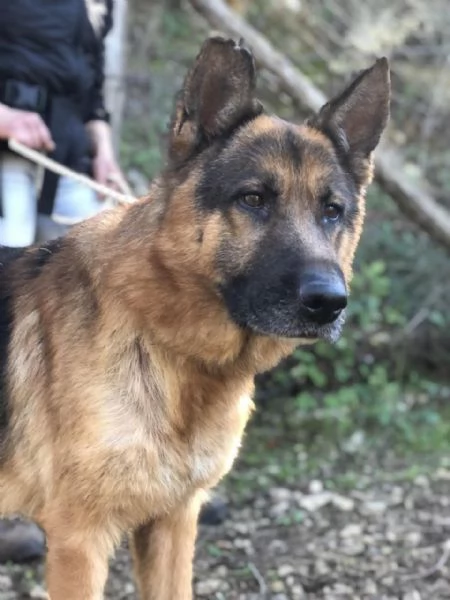 Erik, canile basso lazio | Foto 0