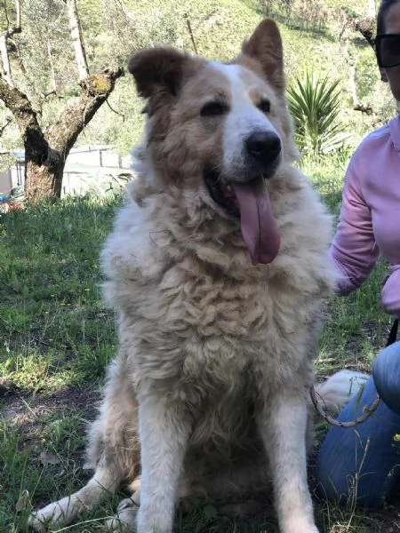 Mufasa, canile basso lazio | Foto 2