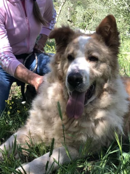 Mufasa, canile basso lazio | Foto 1