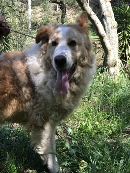 Mufasa, canile basso lazio | Foto 0