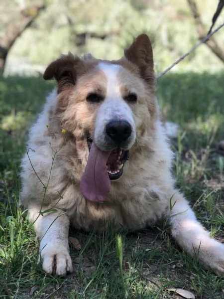 Mufasa, canile basso lazio