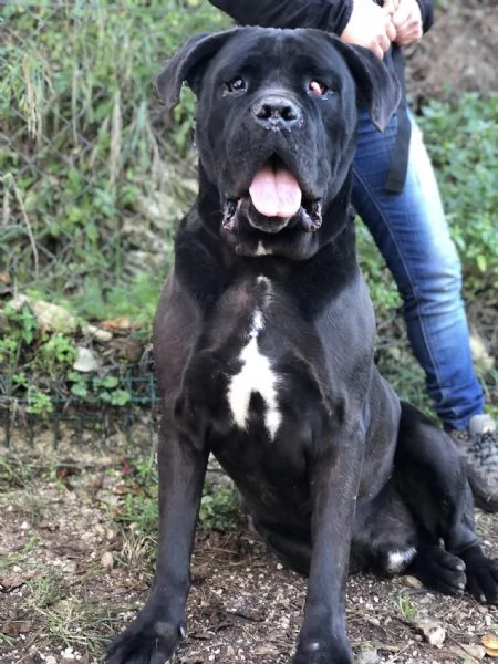 Gastone, canile basso lazio