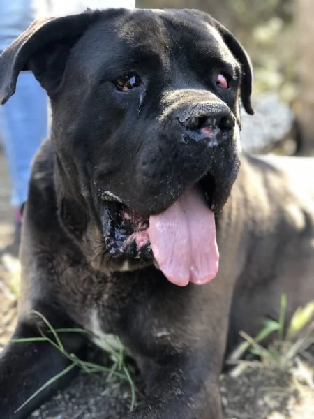 Gastone, canile basso lazio | Foto 3