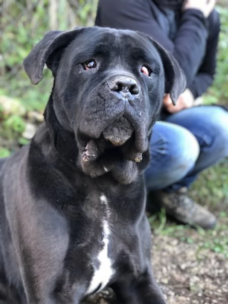 Gastone, canile basso lazio | Foto 2