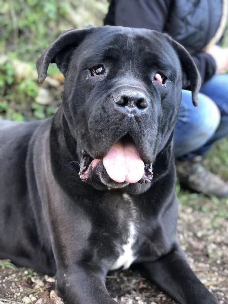 Gastone, canile basso lazio | Foto 1