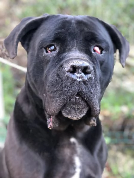 Gastone, canile basso lazio | Foto 0