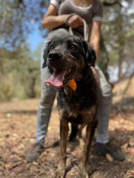 Orzo, canile basso lazio