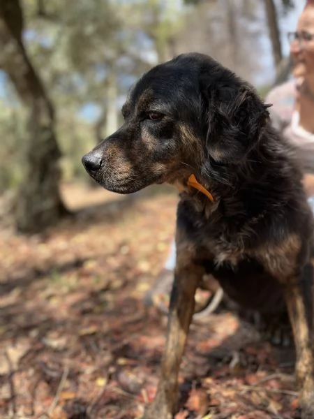 Orzo, canile basso lazio | Foto 2